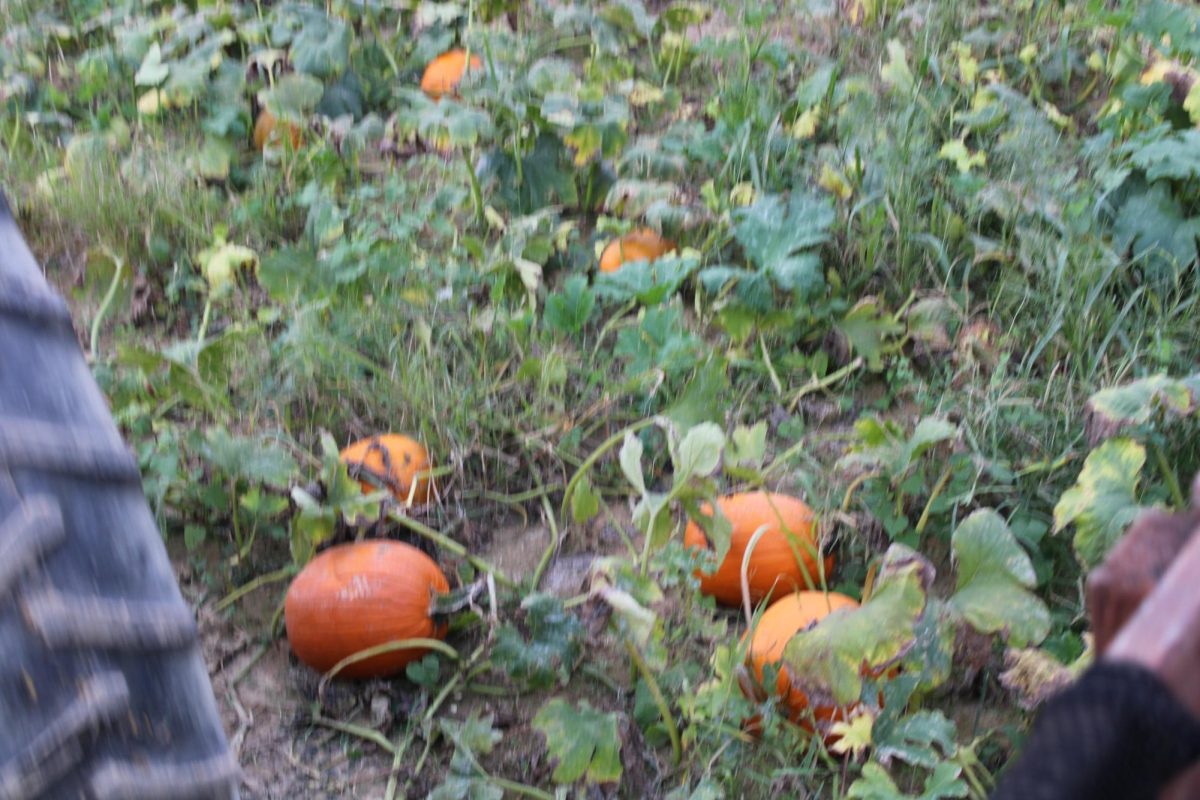 Inclusive Celebrations at Johnson City's Pumpkin Patch Event